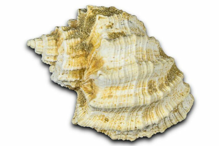 Miocene Fossil Nutmeg Snail (Trigonostoma) Shell - France #365469